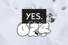 YES. Snowboards 2024